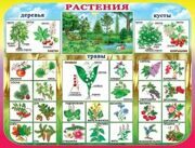 1пл-250 Растения.Плакат А2